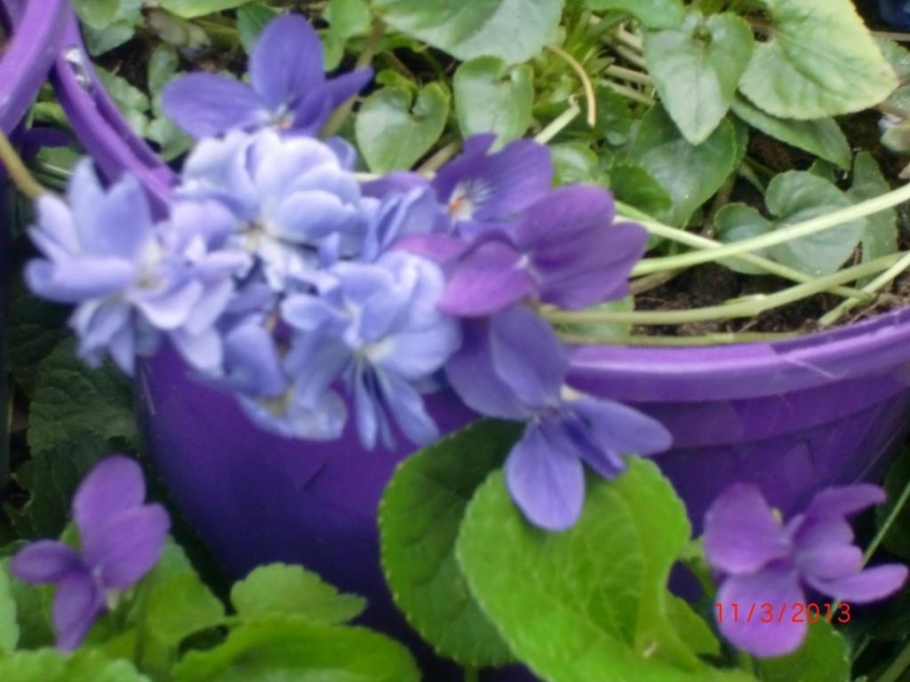La Villa des Violettes Tolosa Esterno foto